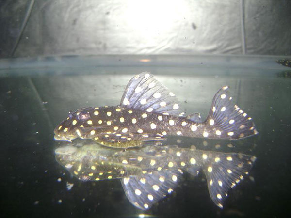 L Series Pleco's